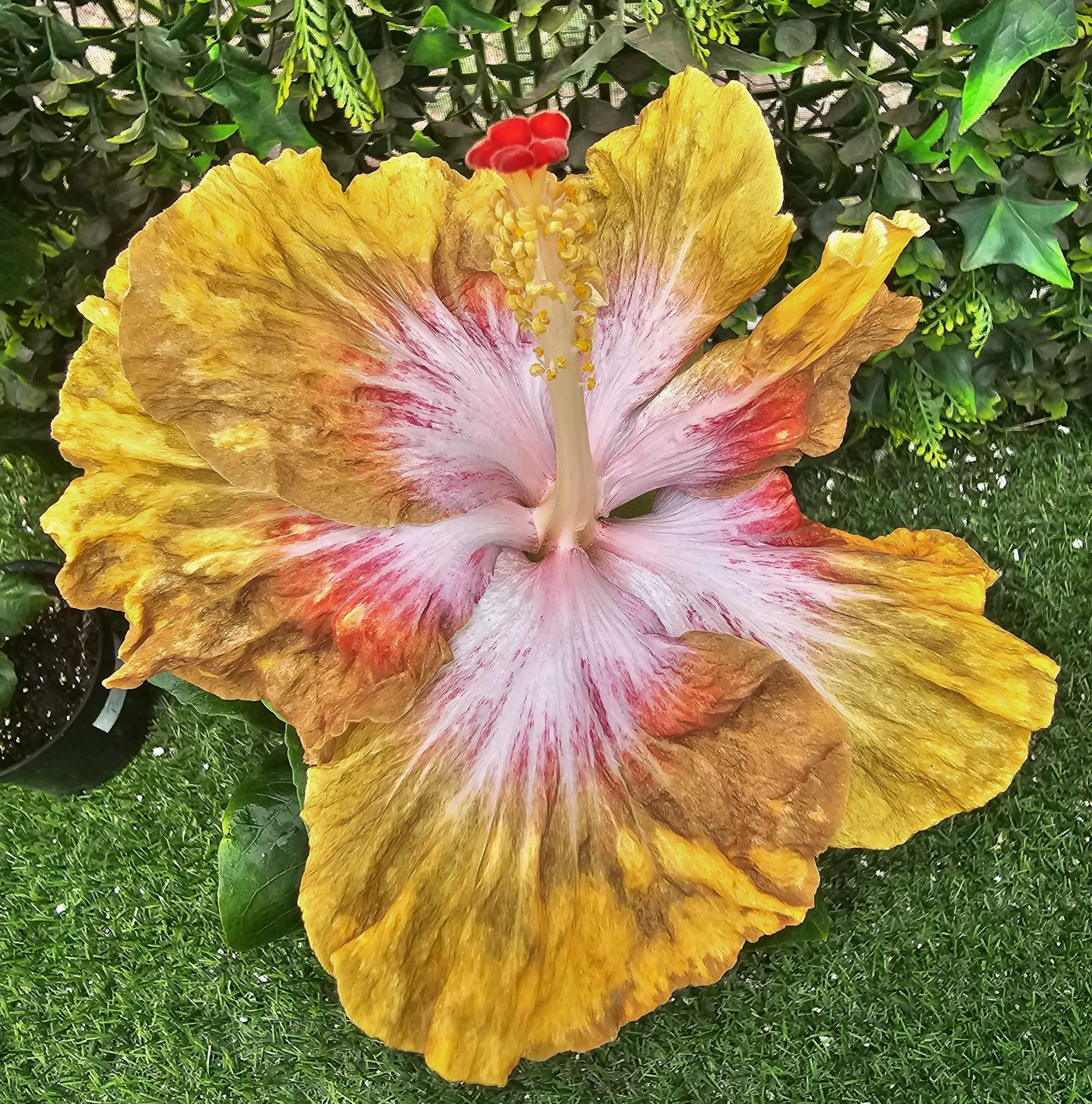 DS Ural Sun — Hybrid Hibiscus from Madeira's hybrid hibiscus nursery