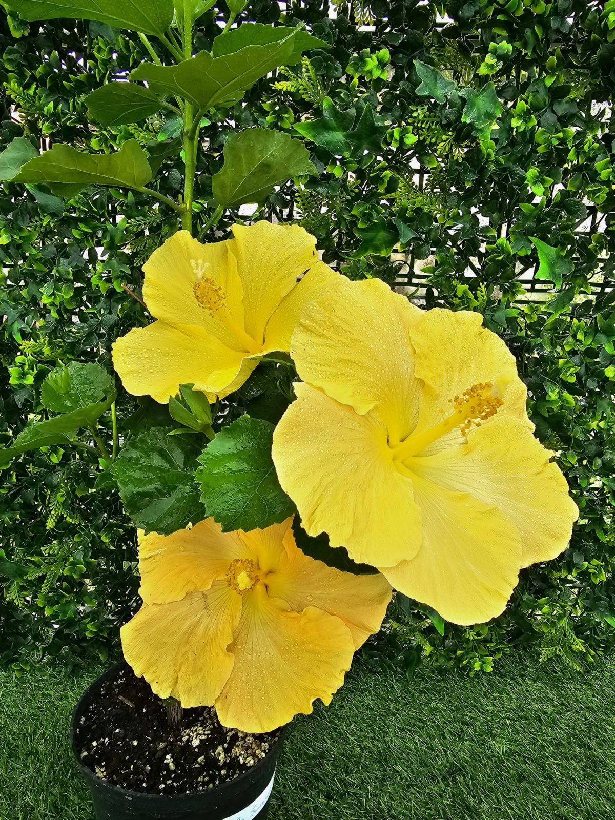Summer Sun — Rosa Sinensis from Madeira's hybrid hibiscus nursery