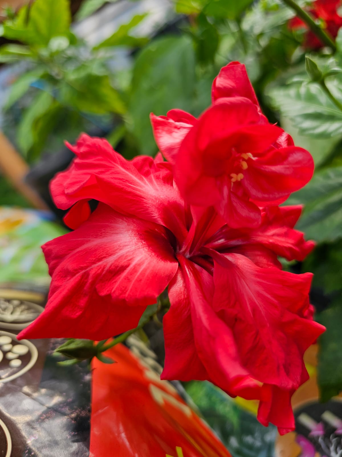 Red double — Rosa Sinensis from Madeira's hybrid hibiscus nursery