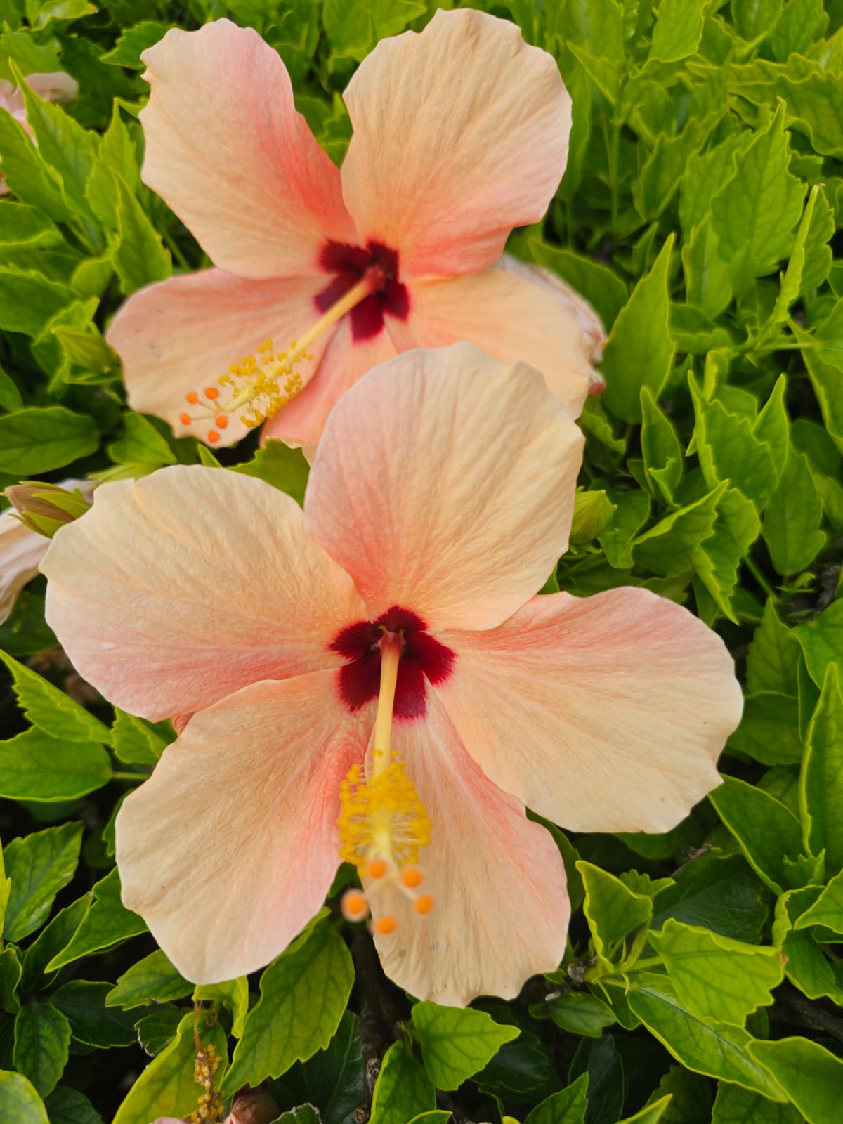 Cairo Apricote — Rosa Sinensis from Madeira's hybrid hibiscus nursery