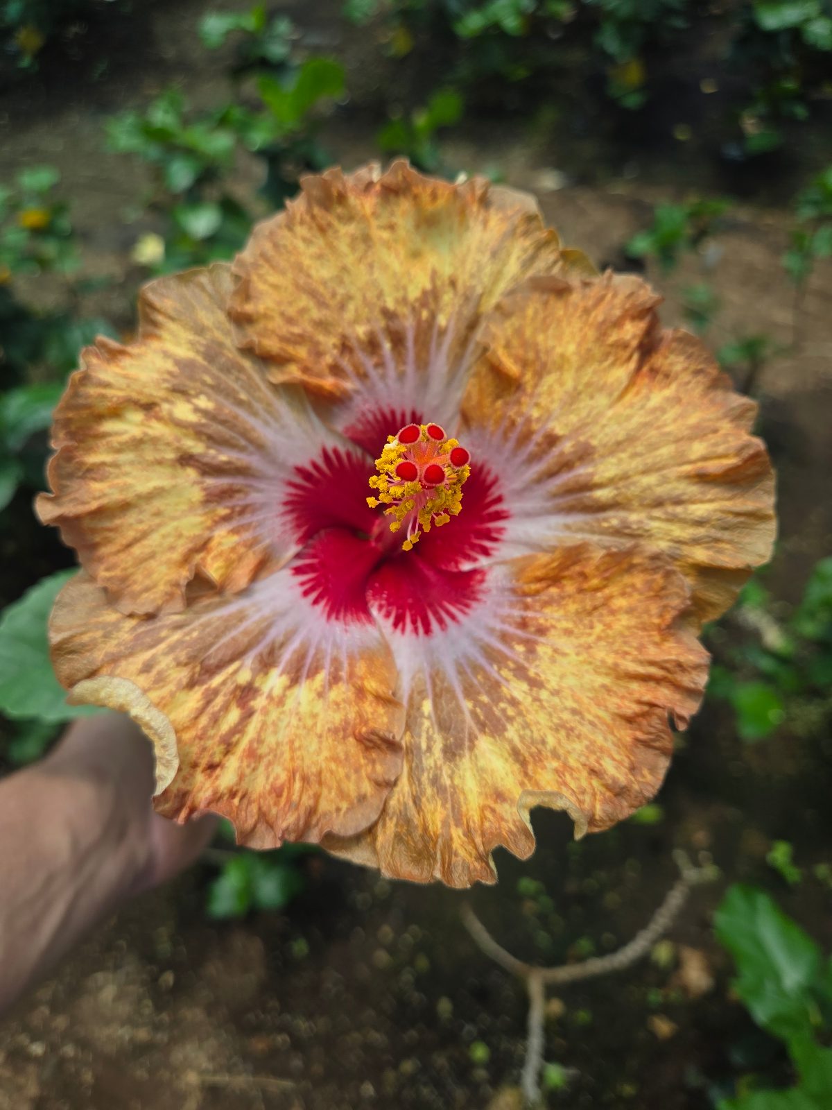 Dragon Bay Treasure — Hybrid Hibiscus from Madeira's hybrid hibiscus nursery