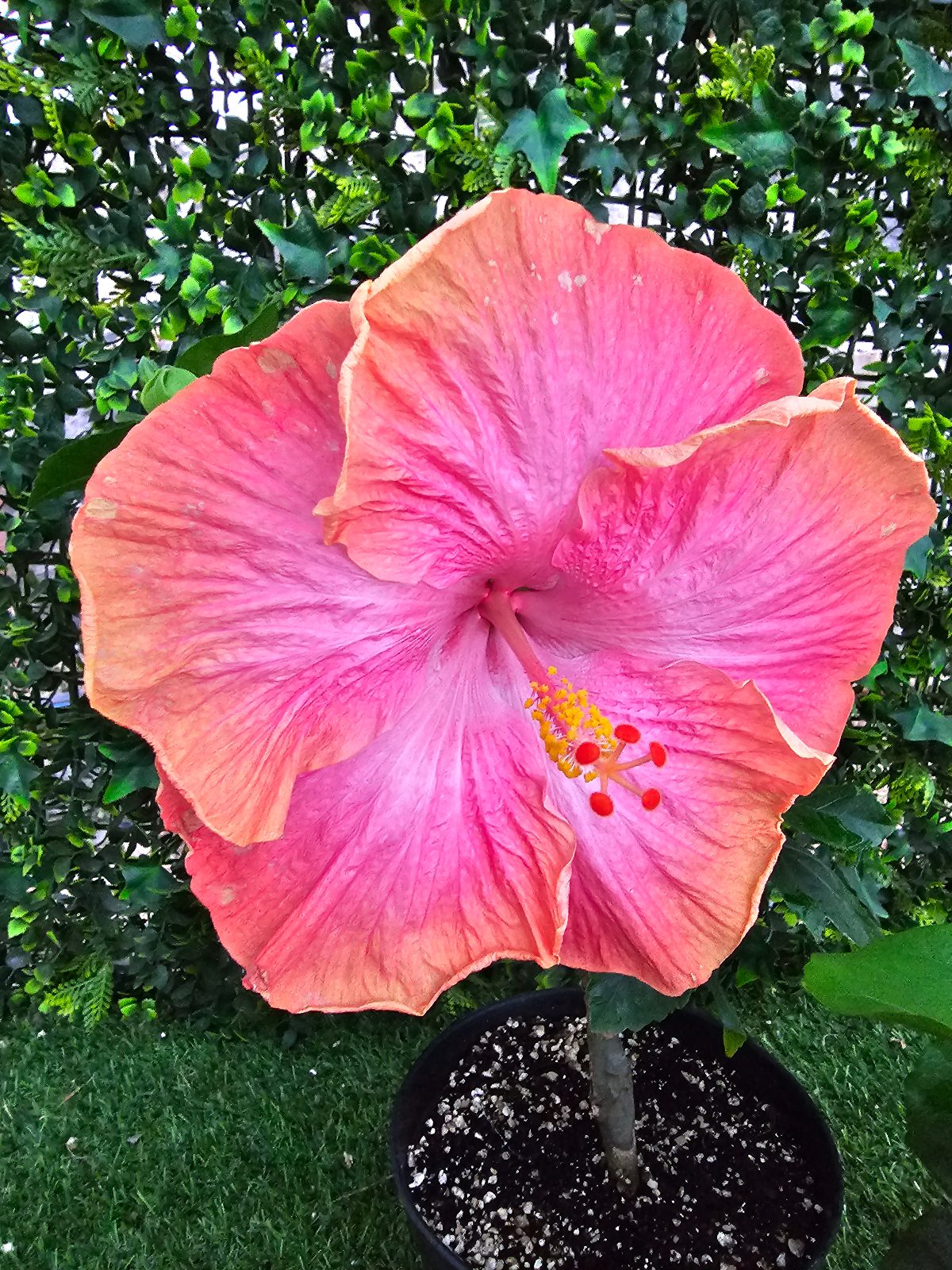 Madeira Variavel — Hybrid Hibiscus from Madeira's hybrid hibiscus nursery