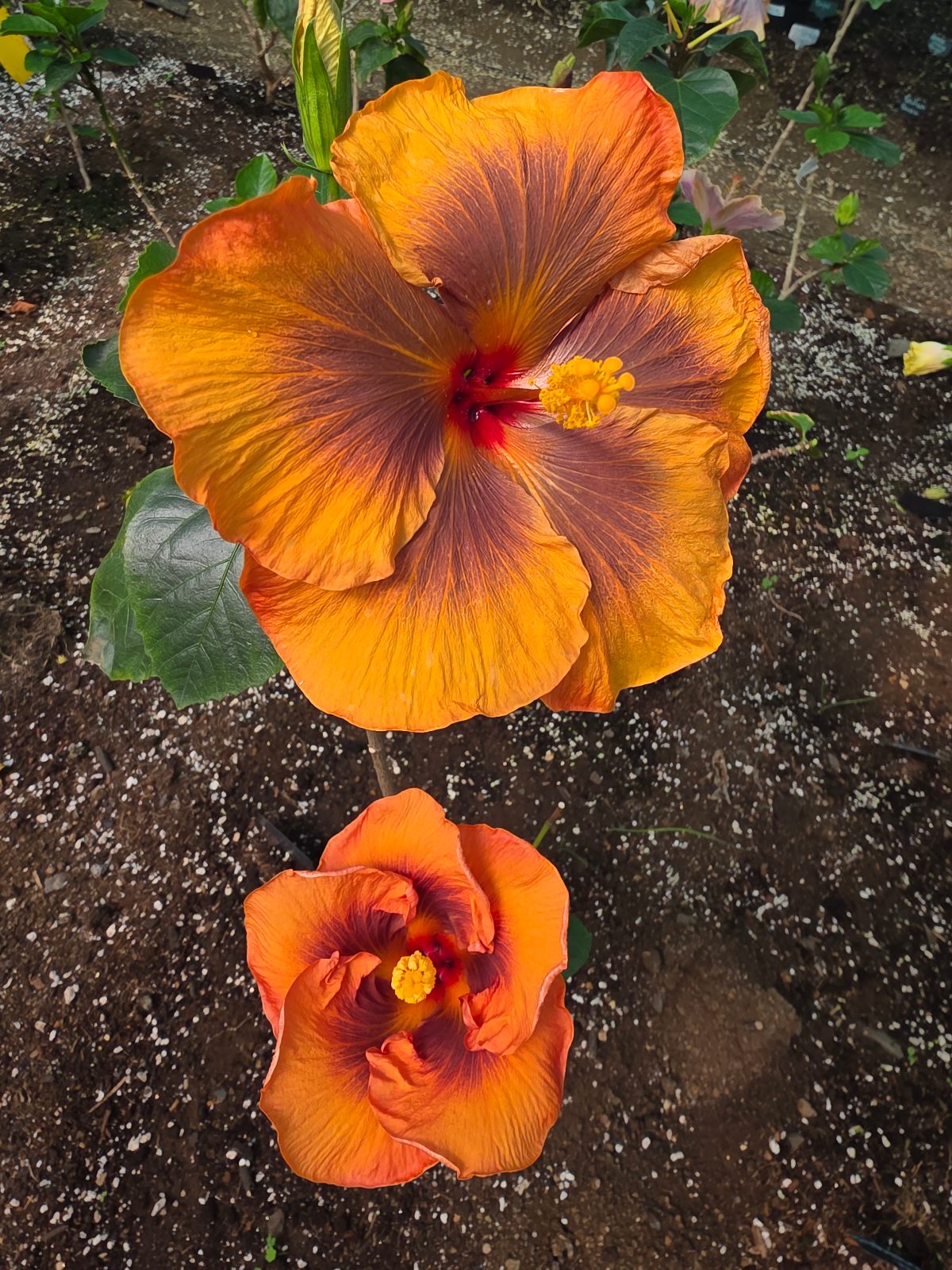 Masked Bandit — Hybrid Hibiscus from Madeira's hybrid hibiscus nursery