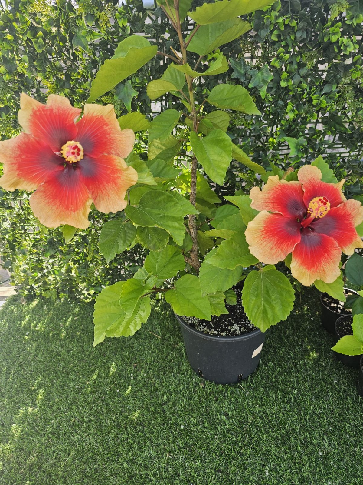 Nostradamus — Hybrid Hibiscus from Madeira's hybrid hibiscus nursery