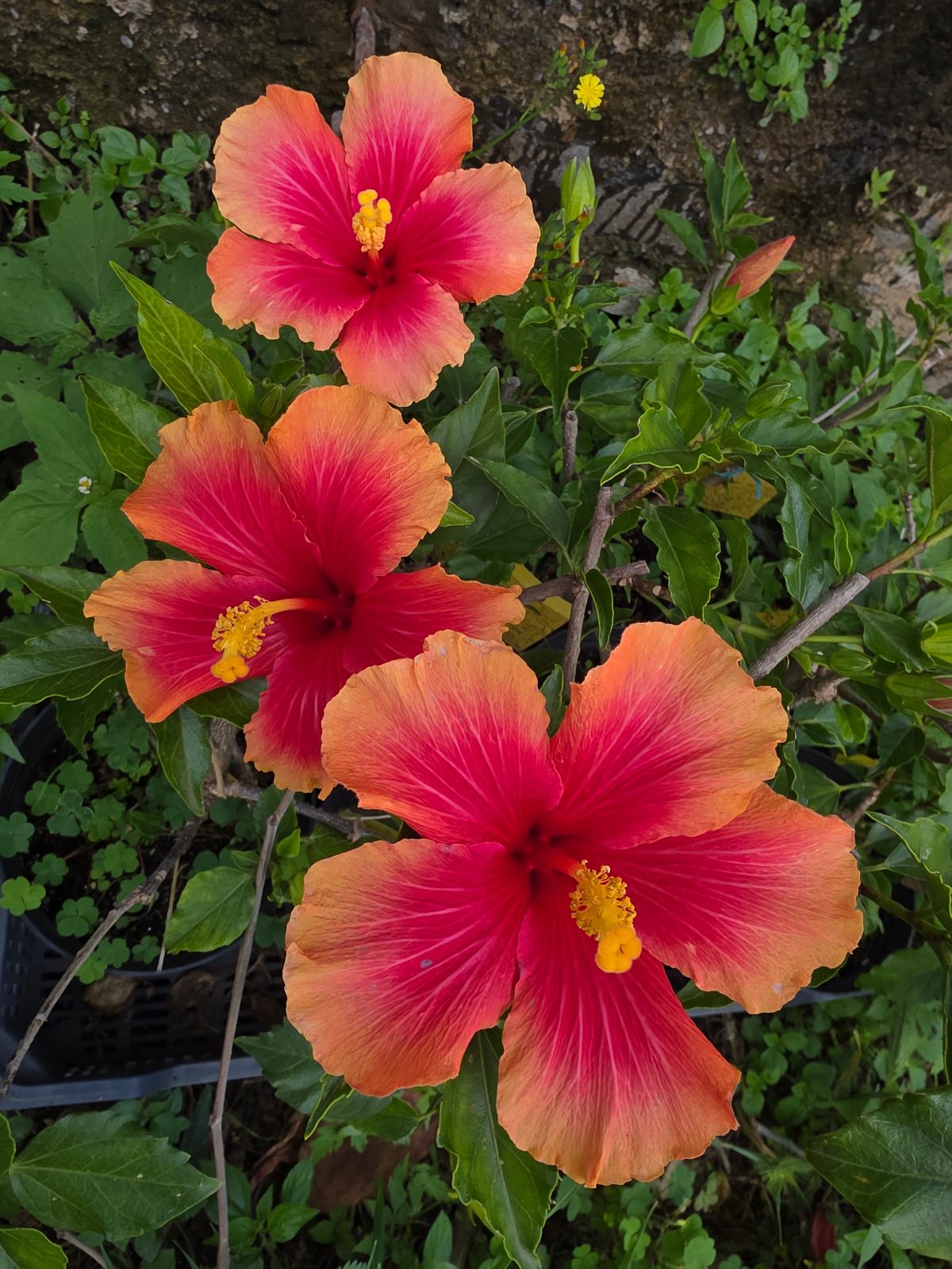 Florida Sunset — Rosa Sinensis from Madeira's hybrid hibiscus nursery