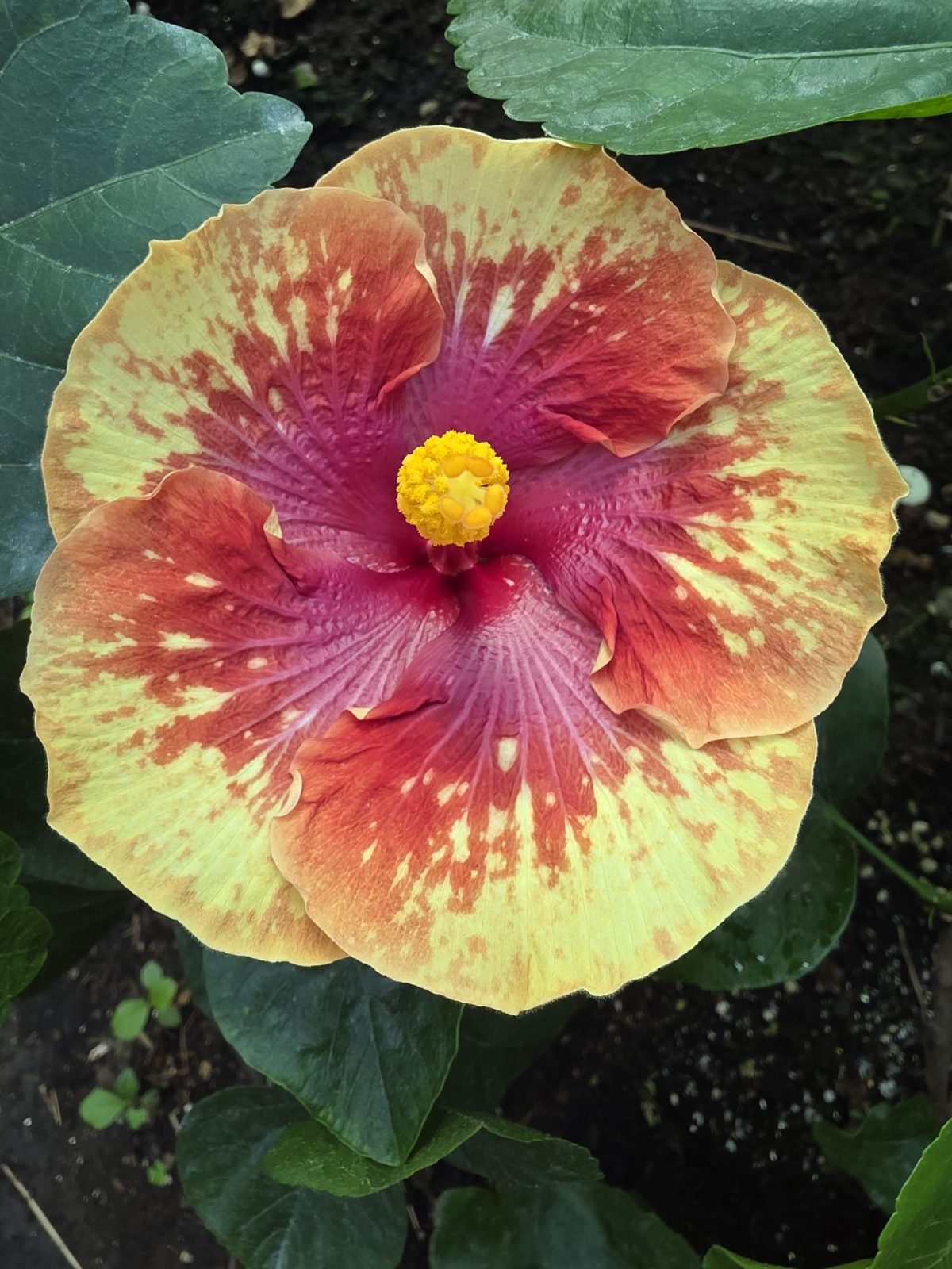 Heartbreak Hotel — Hybrid Hibiscus from Madeira's hybrid hibiscus nursery