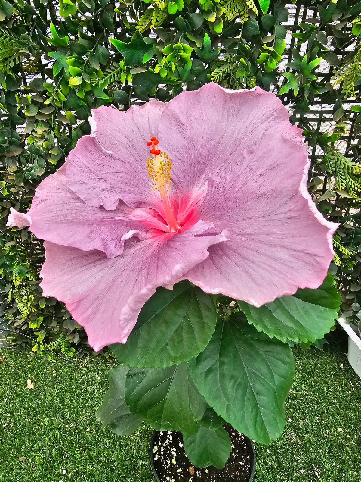Russian Brumble — Hybrid Hibiscus from Madeira's hybrid hibiscus nursery