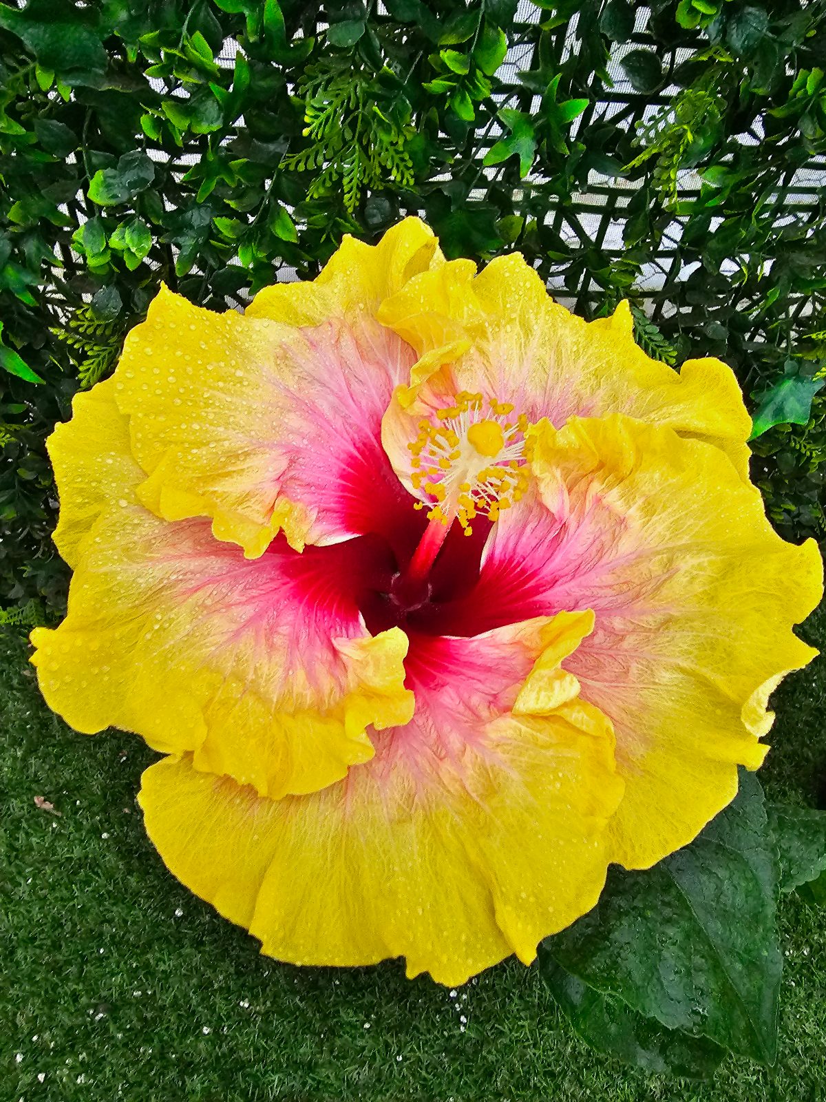 Simple Pleasures — Hybrid Hibiscus from Madeira's hybrid hibiscus nursery