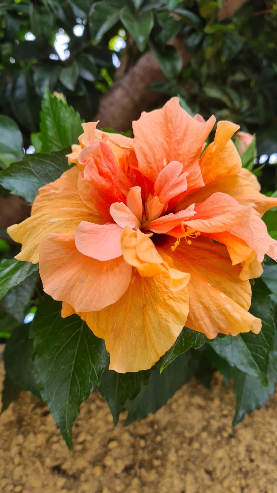 Peach double — Rosa Sinensis from Madeira's hybrid hibiscus nursery