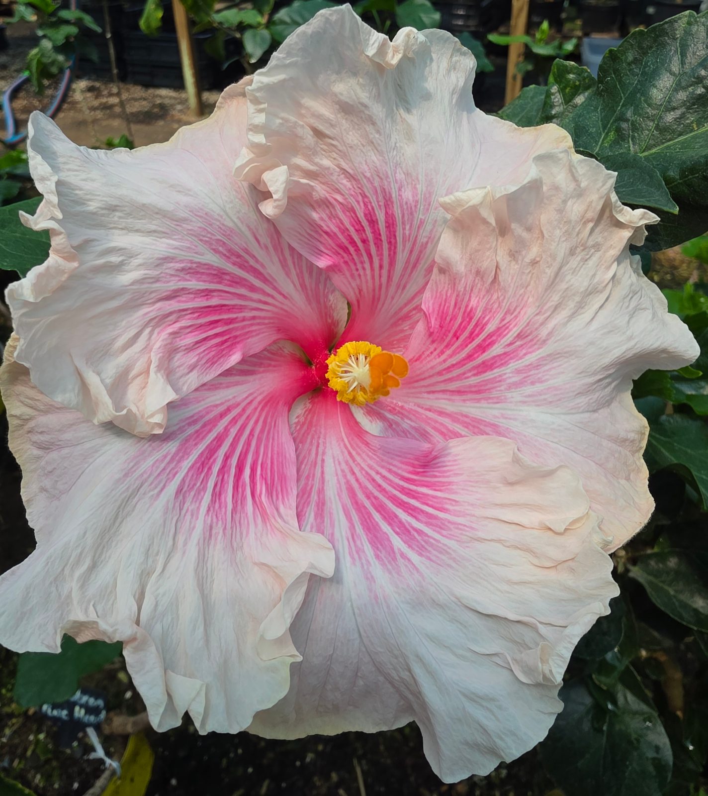 Caribbean Pure Heart — Hybrid Hibiscus from Madeira's hybrid hibiscus nursery