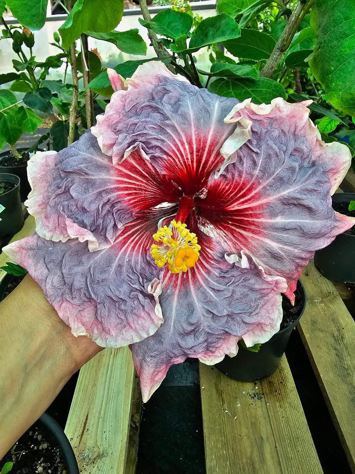 AnDu Thanos Soul — Hybrid Hibiscus from Madeira's hybrid hibiscus nursery