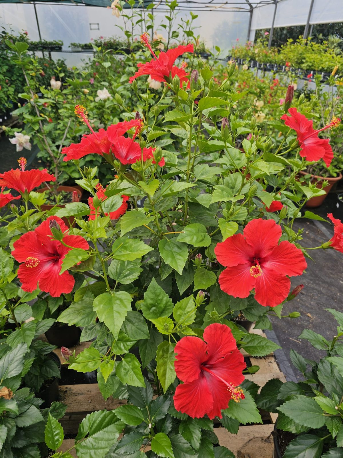 Red Flame — Rosa Sinensis from Madeira's hybrid hibiscus nursery