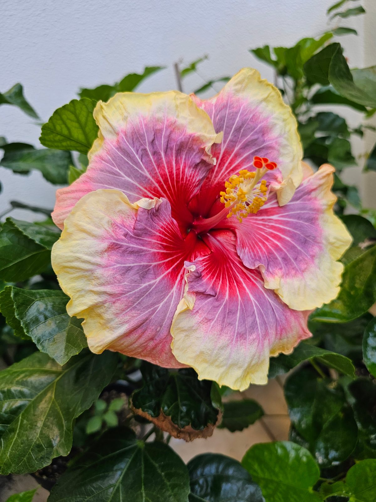 Envie — Hybrid Hibiscus from Madeira's hybrid hibiscus nursery