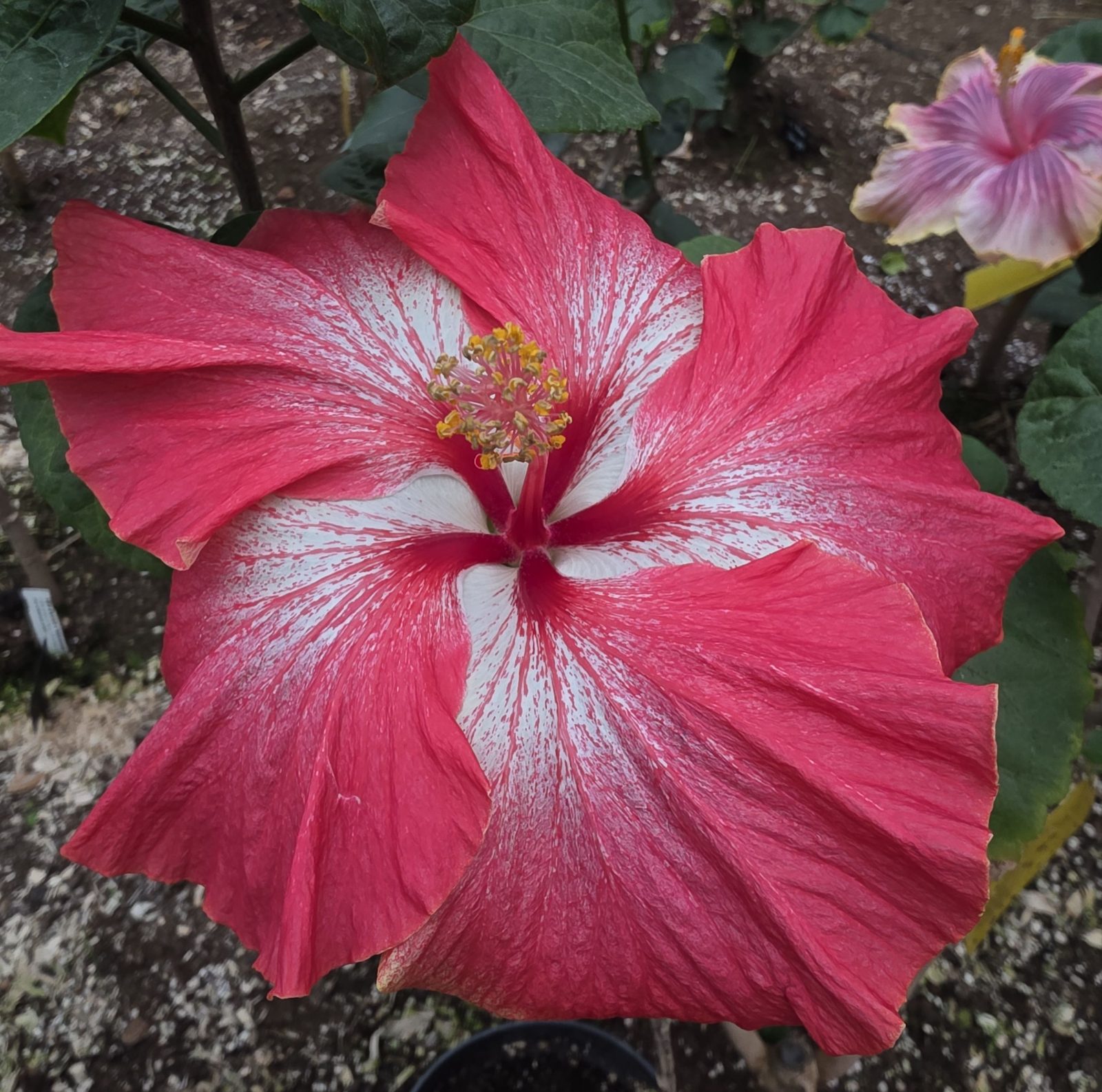Creole Belle — Hybrid Hibiscus from Madeira's hybrid hibiscus nursery