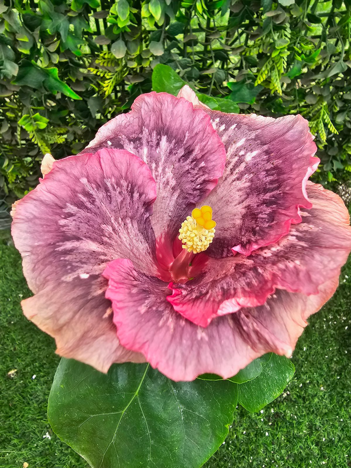 BoDen purple mist Temptation — Hybrid Hibiscus from Madeira's hybrid hibiscus nursery