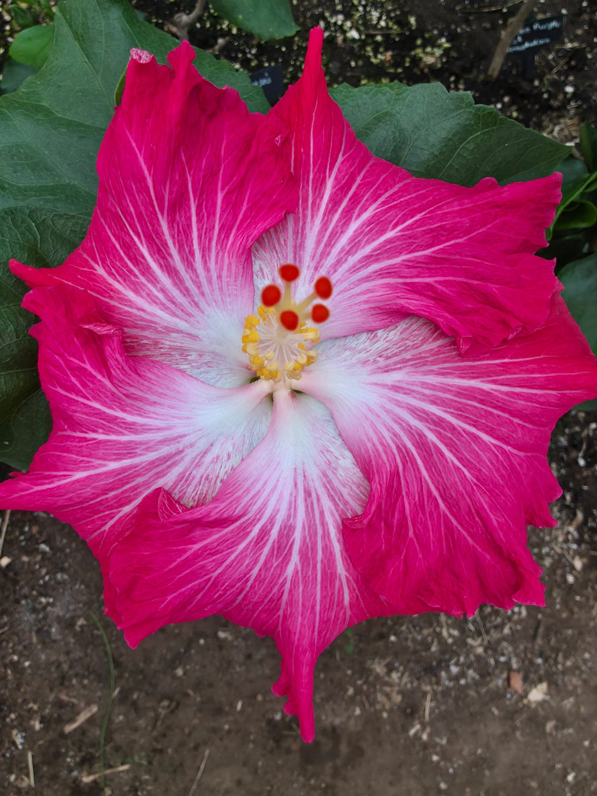 Noche Buena — Hybrid Hibiscus from Madeira's hybrid hibiscus nursery