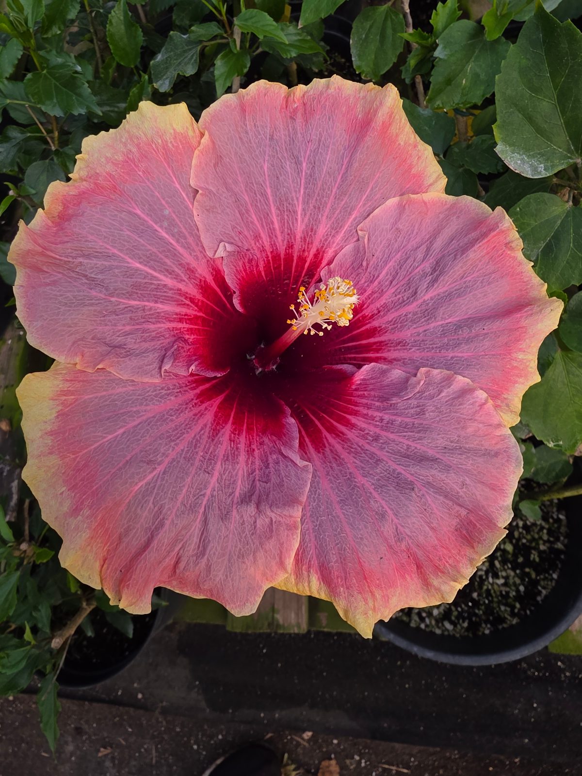Tahitian Dearest Francoise — Hybrid Hibiscus from Madeira's hybrid hibiscus nursery