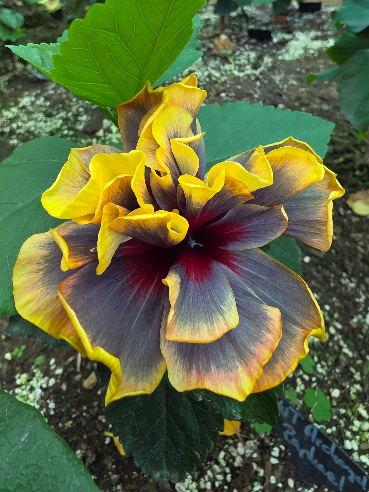 WT Archangel Raphae — Hybrid Hibiscus from Madeira's hybrid hibiscus nursery