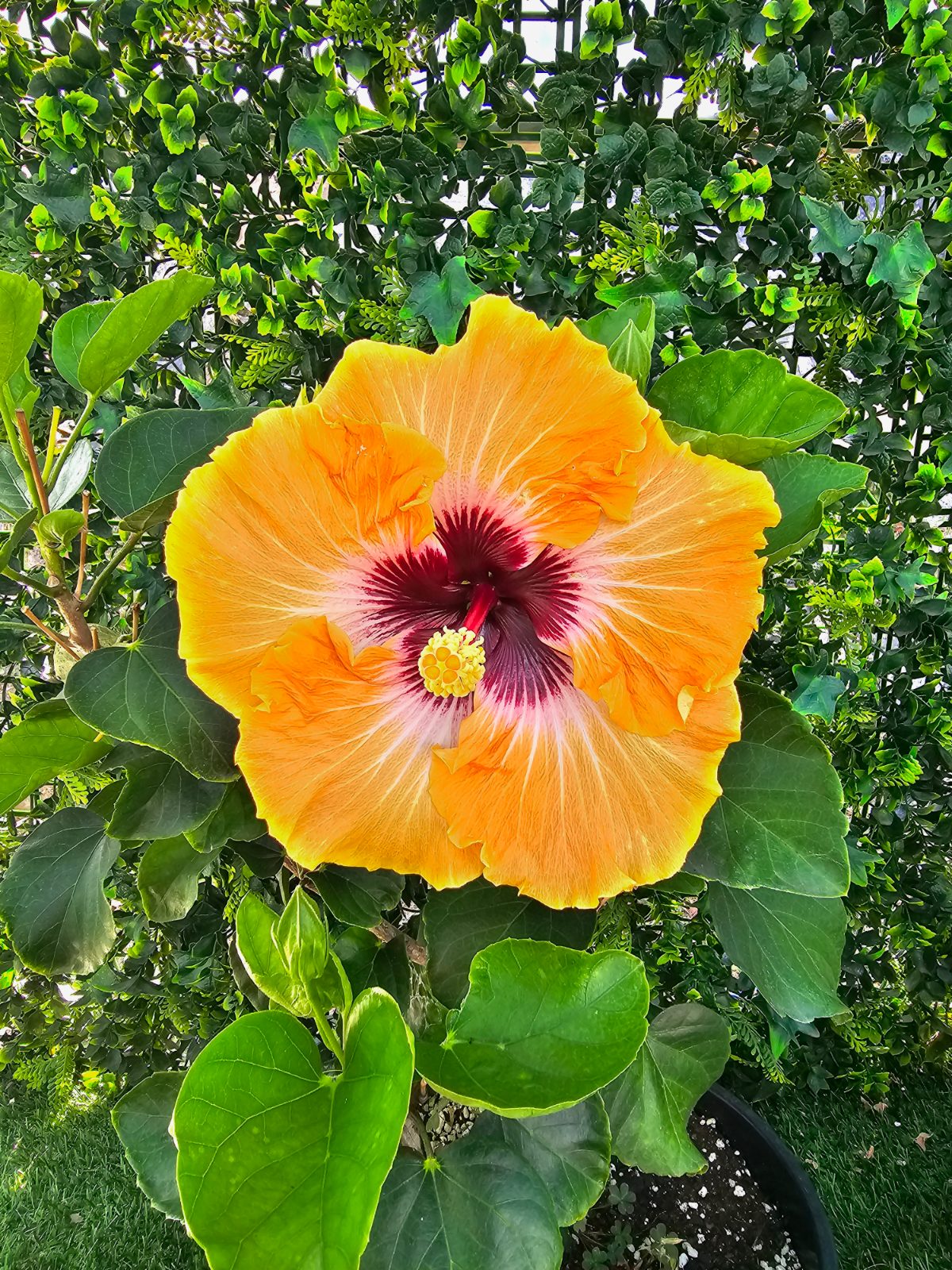 Tahitian apricot Splendor — Hybrid Hibiscus from Madeira's hybrid hibiscus nursery
