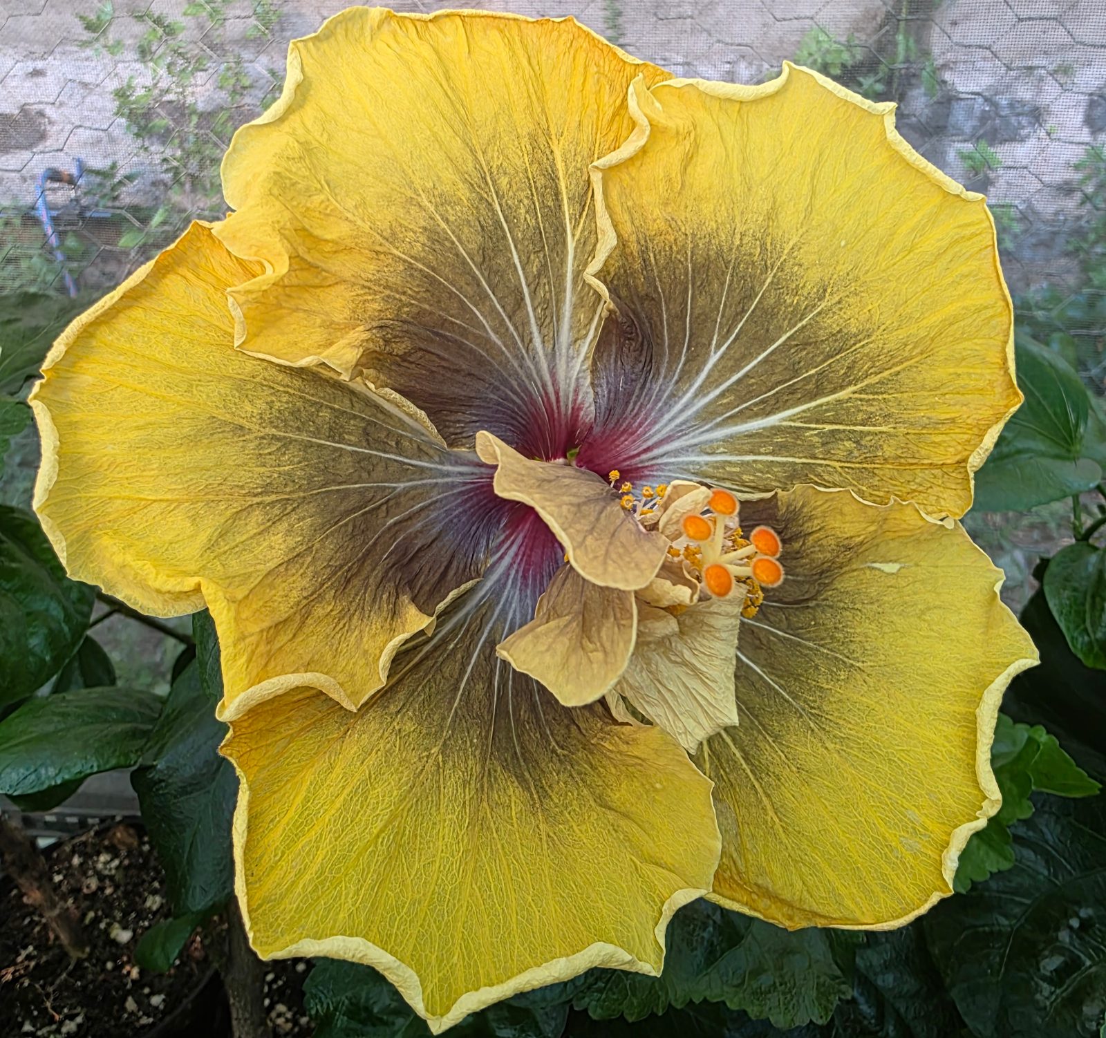 Petars Black Magic — Hybrid Hibiscus from Madeira's hybrid hibiscus nursery