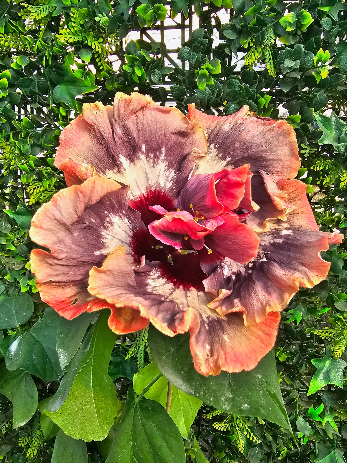 BoDen Venus — Hybrid Hibiscus from Madeira's hybrid hibiscus nursery