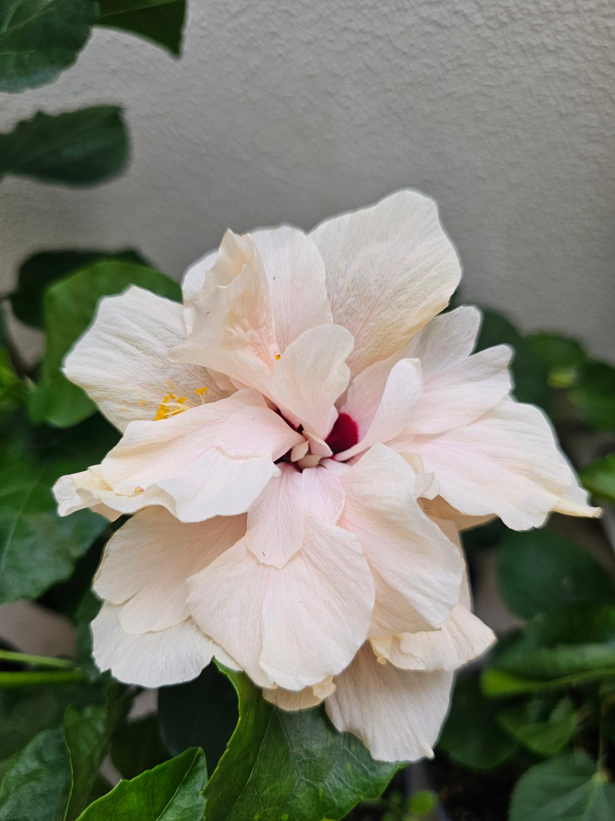 Iceland Girl — Rosa Sinensis from Madeira's hybrid hibiscus nursery