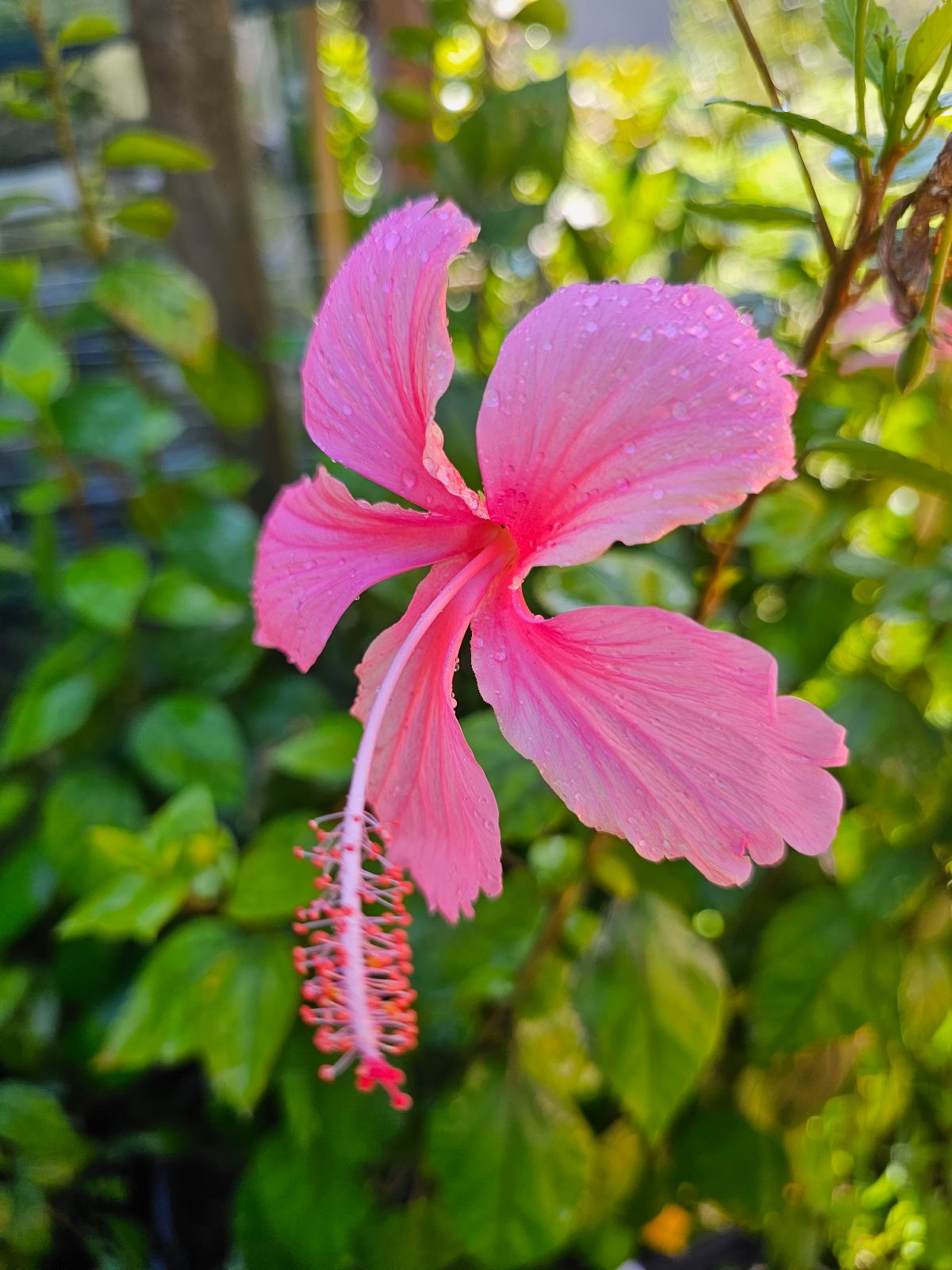 Dainty Pink — Rosa Sinensis from Madeira's hybrid hibiscus nursery