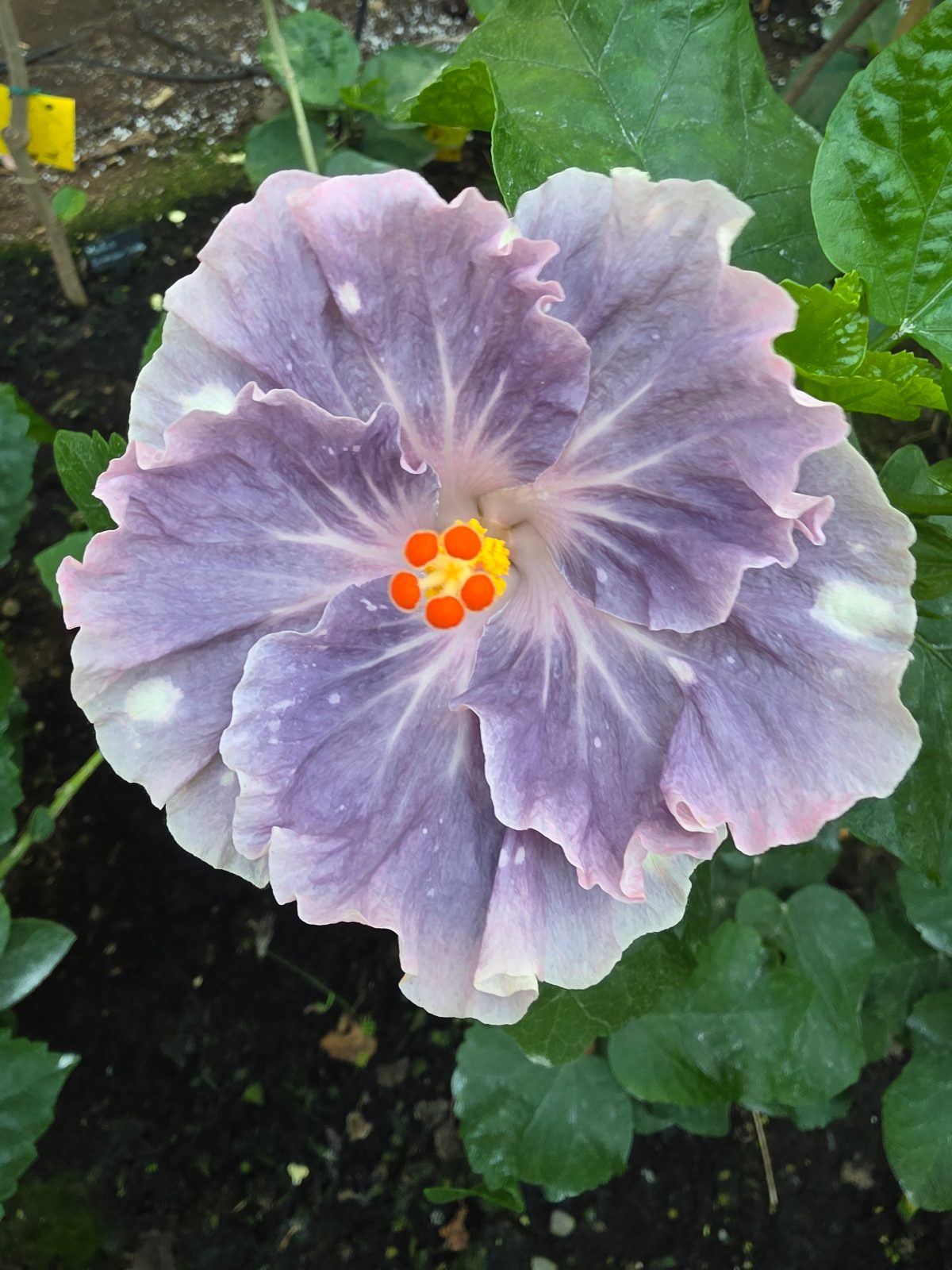 Moorea Laurant Niesen — Hybrid Hibiscus from Madeira's hybrid hibiscus nursery