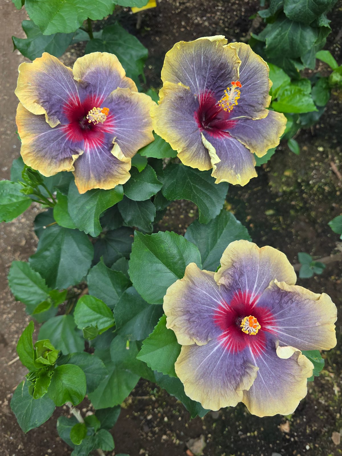 Black Rainbow — Hybrid Hibiscus from Madeira's hybrid hibiscus nursery