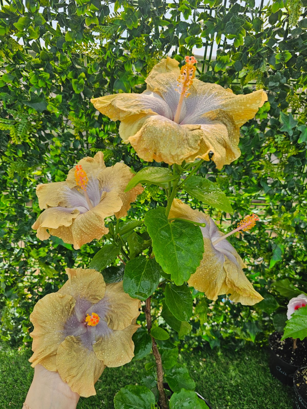 Moorea Mangy — Hybrid Hibiscus from Madeira's hybrid hibiscus nursery