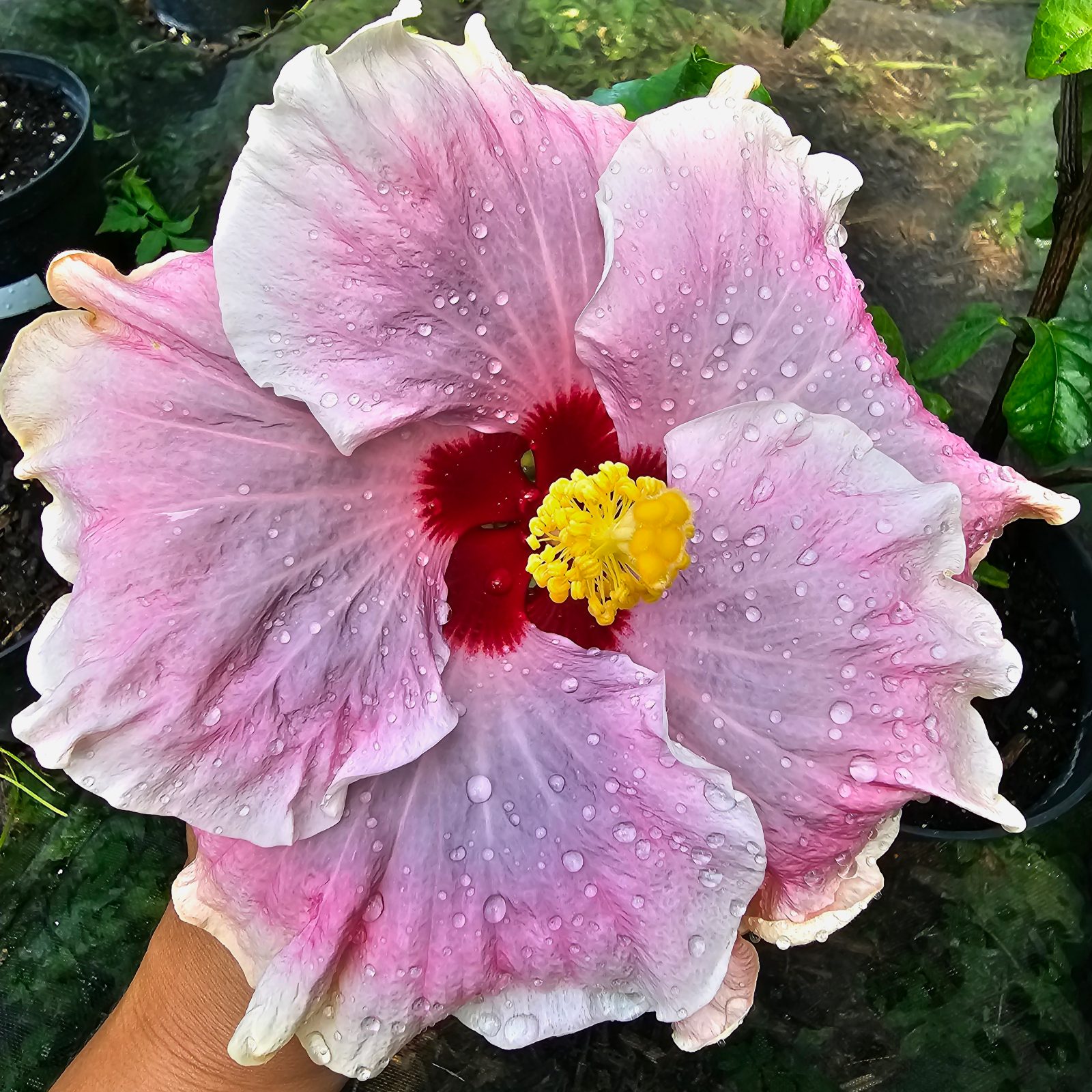 Russian Countess — Hybrid Hibiscus from Madeira's hybrid hibiscus nursery