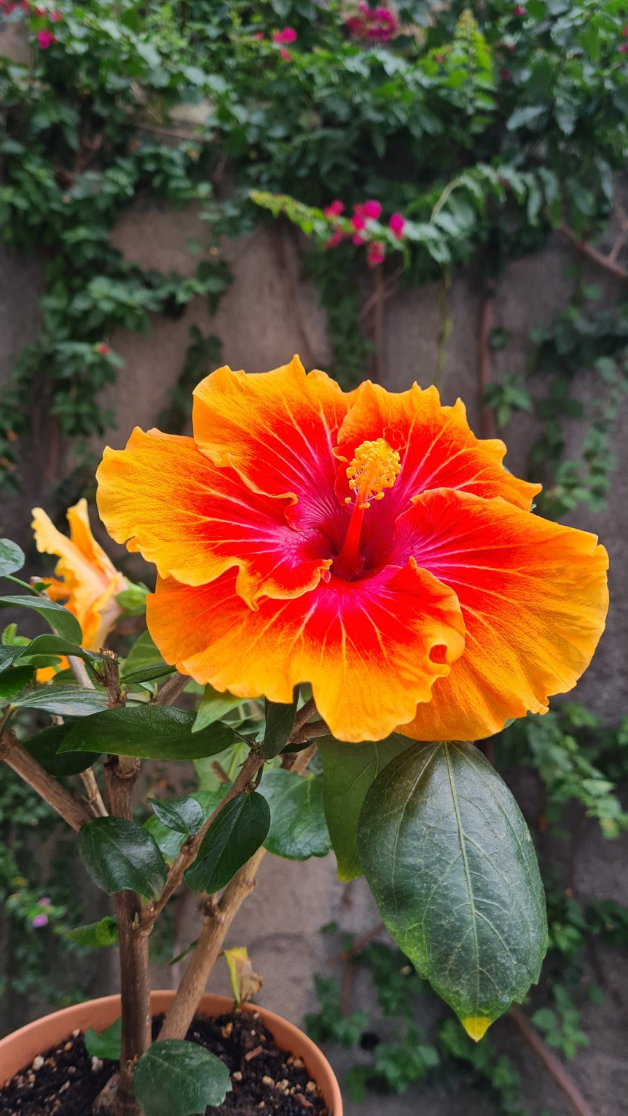 Sunrise — Hybrid Hibiscus from Madeira's hybrid hibiscus nursery