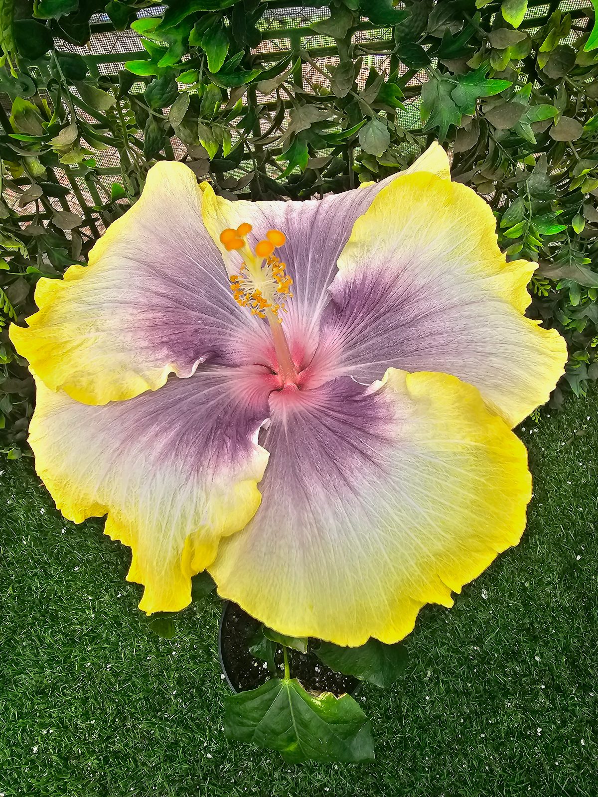 Taiwan Pebbly Coast — Hybrid Hibiscus from Madeira's hybrid hibiscus nursery